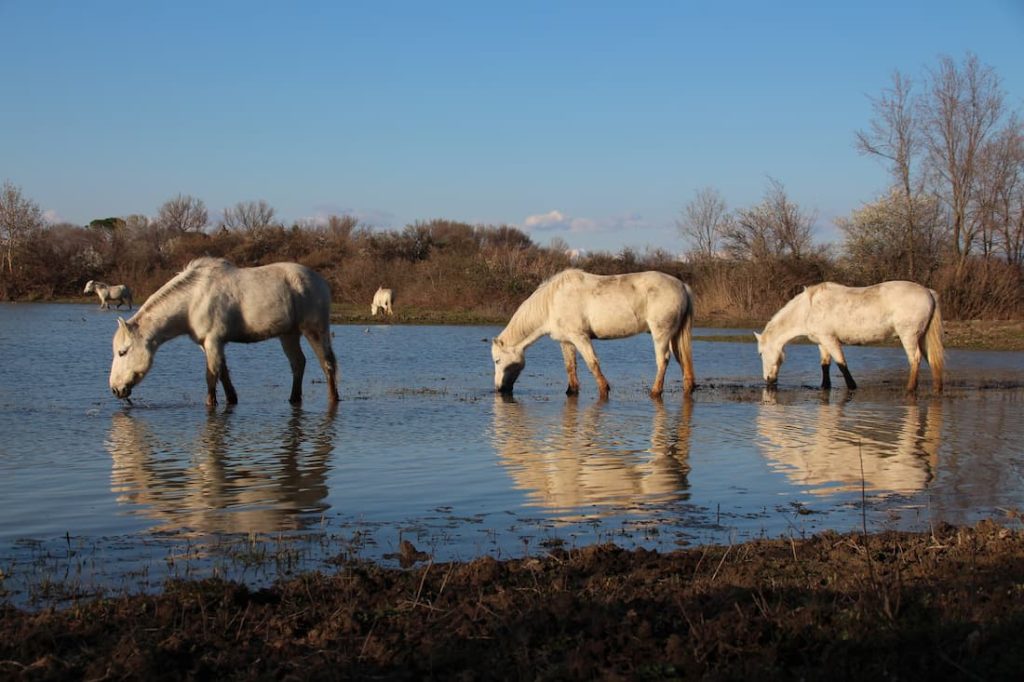 Chevaux blancs de Camargue lors d'un safari en Camargue - Camping l'Arlesienne à Arles