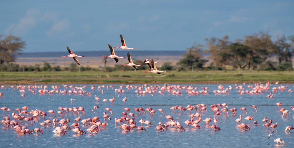 Flamants roses lors d'un safari en Camargue - Camping l'Arlesienne