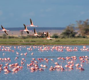 Flamants roses lors d'un safari en Camargue - Camping l'Arlesienne